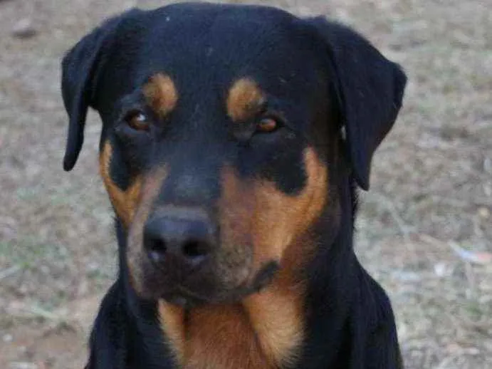 Cachorro ra a Rottweiler idade 3 anos nome Charmoso