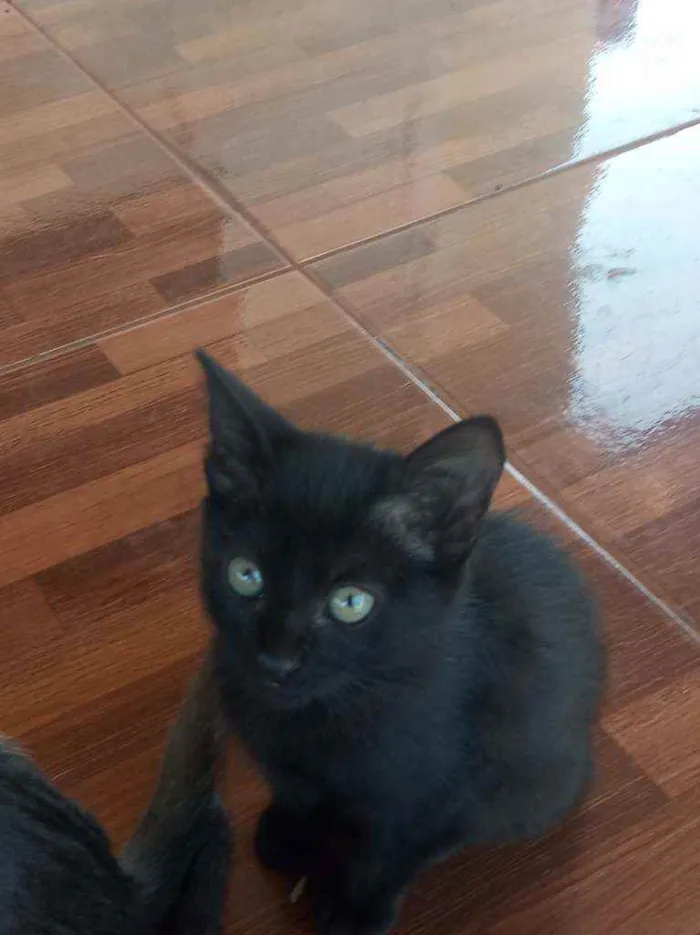 Gato ra a Indefinida idade Abaixo de 2 meses nome Grey