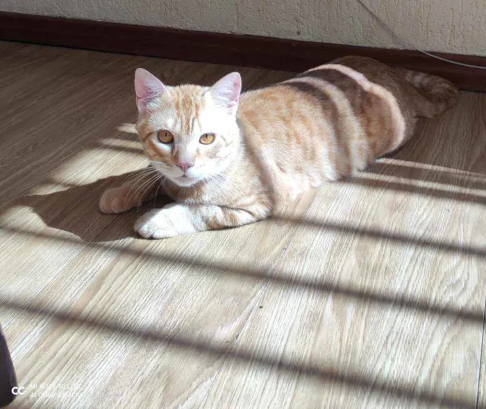 Gato ra a  idade 1 ano nome Chiclete