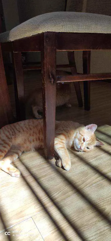 Gato ra a  idade 1 ano nome Chiclete