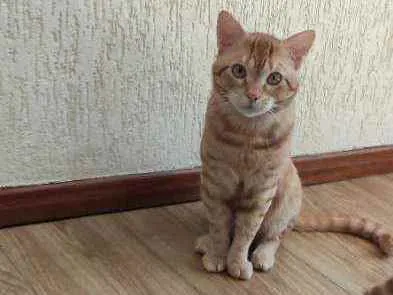 Gato ra a  idade 1 ano nome Amarelo