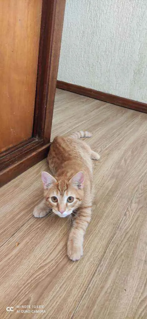 Gato ra a  idade 2 a 6 meses nome Fofinho