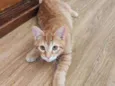 Fofinho