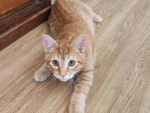 Gato raça  idade 2 a 6 meses nome Fofinho