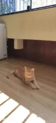 Fofinho