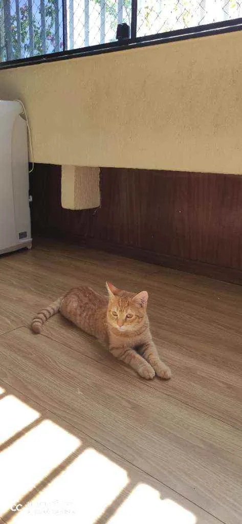 Gato ra a  idade 2 a 6 meses nome Fofinho