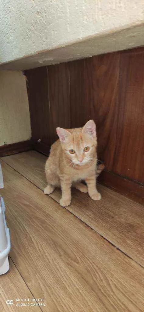 Gato ra a  idade 2 a 6 meses nome Minie