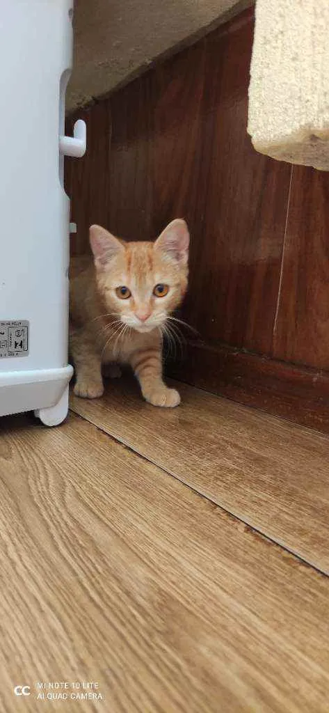 Gato ra a  idade 2 a 6 meses nome Minie