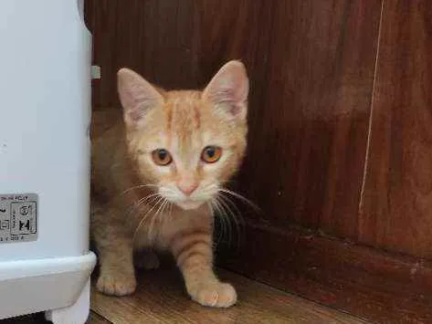 Gato ra a  idade 2 a 6 meses nome Minie