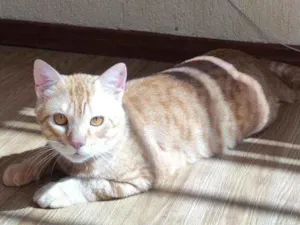 Gato raça  idade 1 ano nome Chiclete