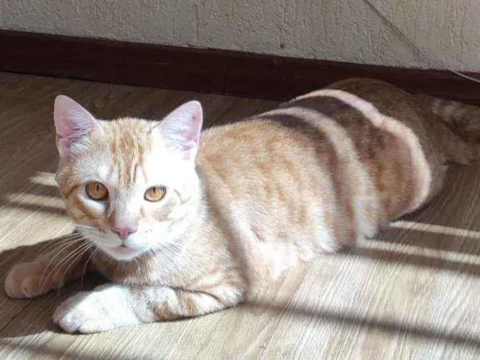 Gato ra a  idade 1 ano nome Chiclete