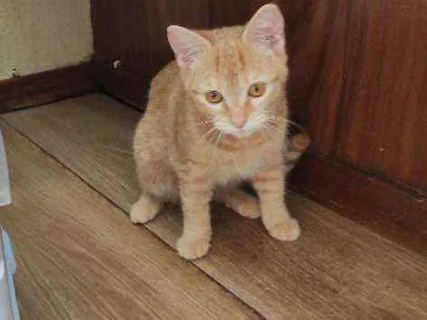 Gato ra a  idade 2 a 6 meses nome Minie