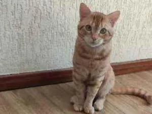 Gato raça  idade 1 ano nome Amarelo