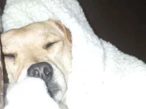 Cachorro raça Vira-lata  idade 5 anos nome Mel