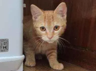Gato ra a  idade 2 a 6 meses nome Minie