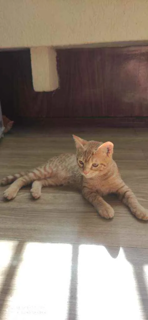 Gato ra a  idade 2 a 6 meses nome Pipoca