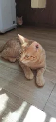 Pipoca