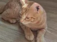 Pipoca