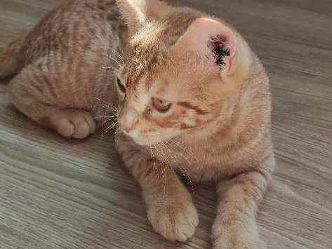 Gato ra a  idade 2 a 6 meses nome Pipoca
