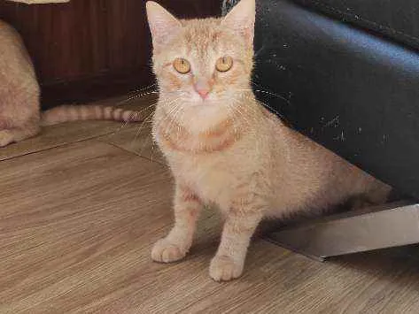 Gato ra a  idade 1 ano nome Sofia