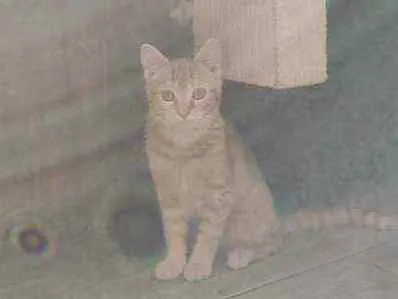 Gato ra a  idade 2 a 6 meses nome Minie