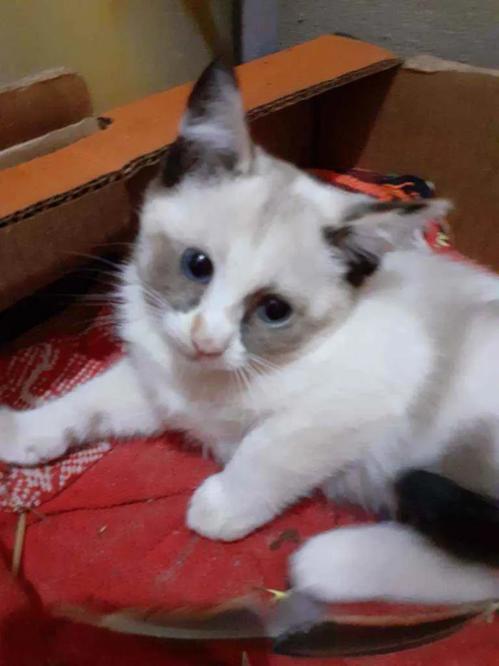 Gato ra a  idade 2 a 6 meses nome Sem nome