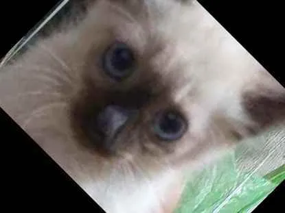 Gato raça SIAMÊS/SRD idade 2 a 6 meses nome PIETRO