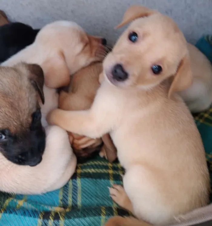 Cachorro raça SRD idade Abaixo de 2 meses nome Filhotes