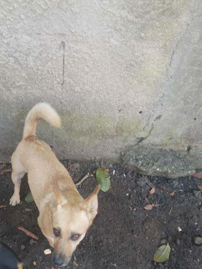 Cachorro ra a Srd idade 2 anos nome Marley