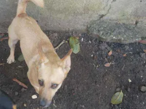 Cachorro raça Srd idade 2 anos nome Marley