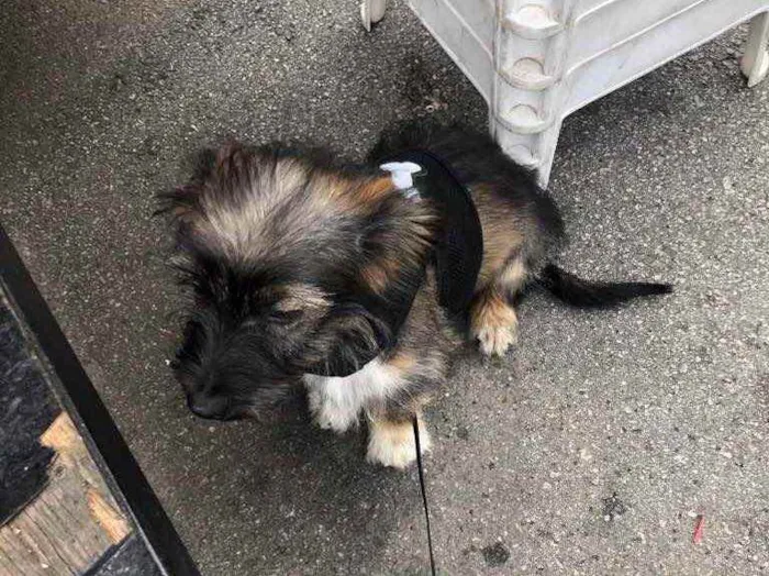 Cachorro raça Não sei ao certo  idade Abaixo de 2 meses nome Cristina