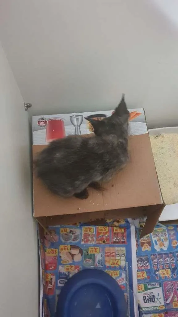 Gato ra a SRD-ViraLata idade 1 ano nome Otelo