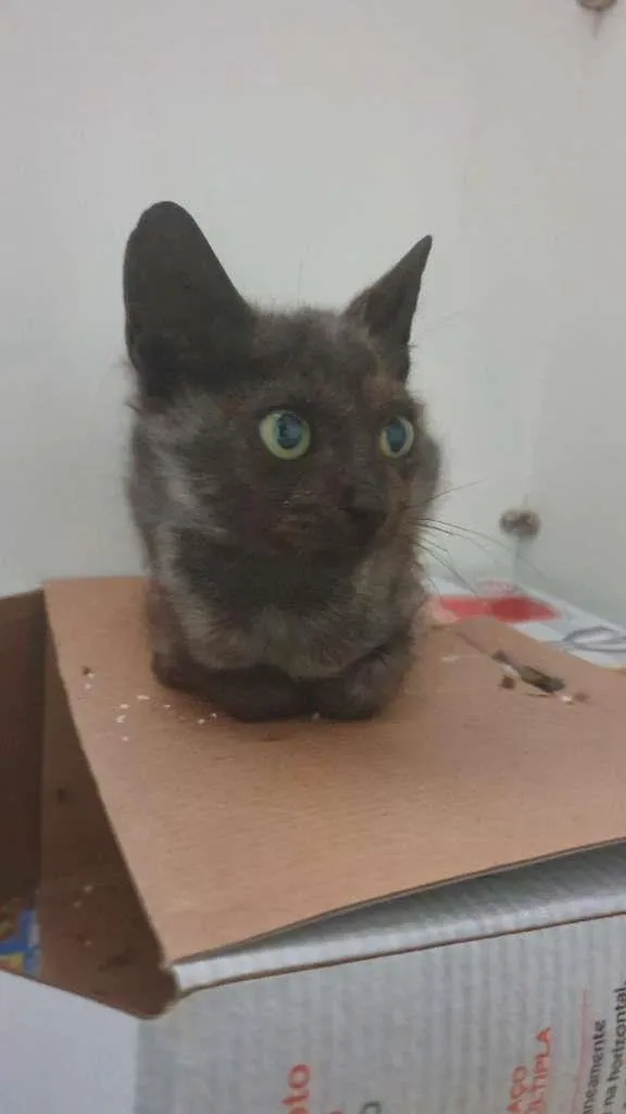 Gato ra a SRD-ViraLata idade 1 ano nome Otelo
