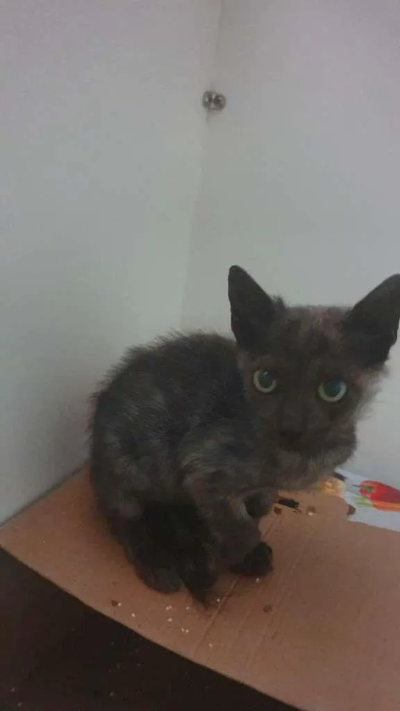 Gato ra a SRD-ViraLata idade 1 ano nome Otelo