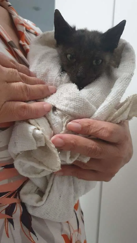 Gato ra a SRD-ViraLata idade 1 ano nome Otelo