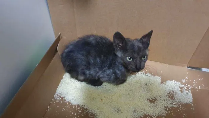 Gato ra a SRD-ViraLata idade 1 ano nome Otelo