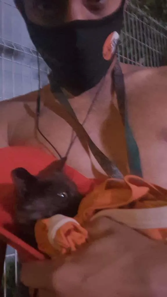 Gato ra a SRD-ViraLata idade 1 ano nome Otelo