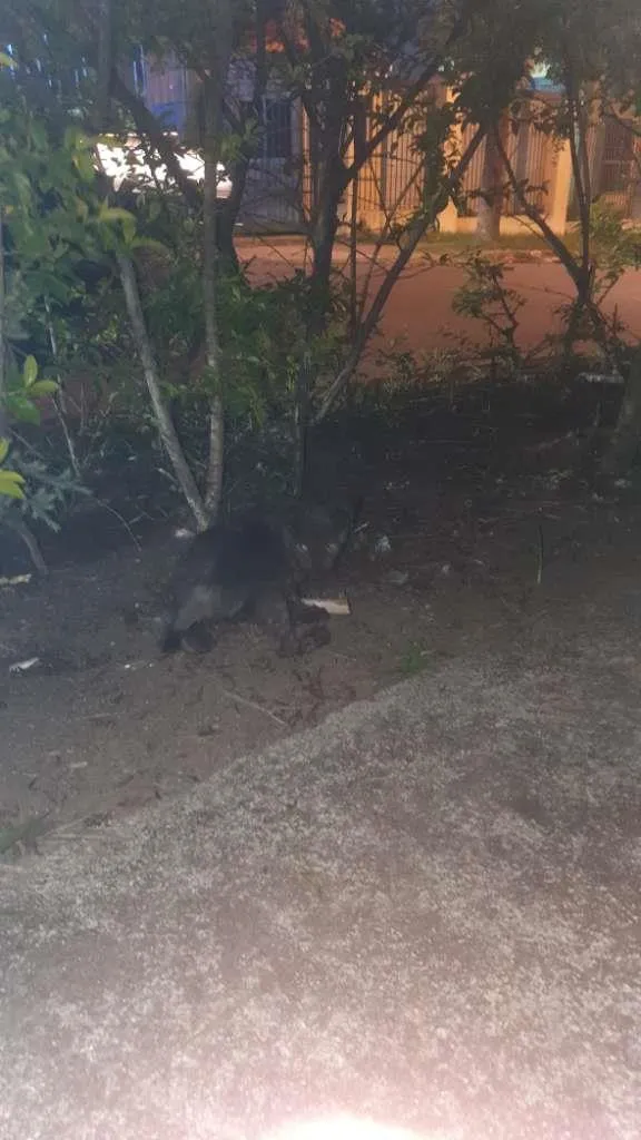 Gato ra a SRD-ViraLata idade 1 ano nome Otelo
