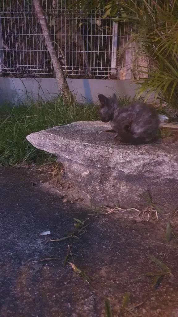 Gato ra a SRD-ViraLata idade 1 ano nome Otelo