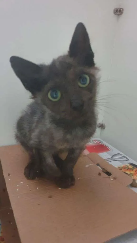 Gato ra a SRD-ViraLata idade 1 ano nome Otelo