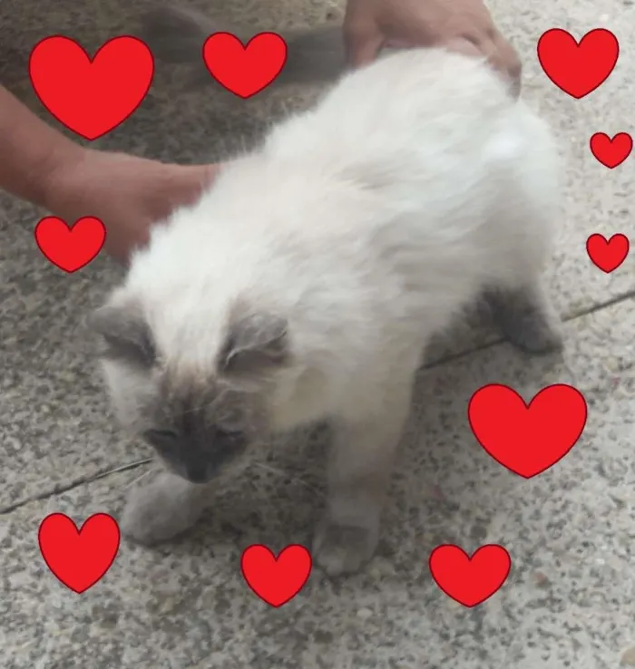 Gato raça SRD-ViraLata idade 7 a 11 meses nome Gisele Bündchen