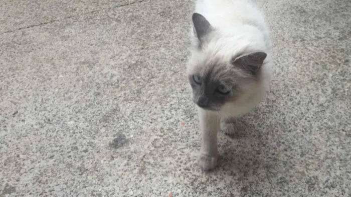 Gato raça SRD-ViraLata idade 7 a 11 meses nome Gisele Bündchen