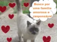 Gato raça SRD-ViraLata idade 7 a 11 meses nome Gisele Bündchen