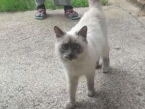 Gato raça SRD-ViraLata idade 7 a 11 meses nome Gisele Bündchen