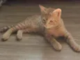 Pipoca