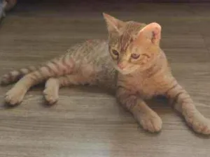 Gato raça  idade 2 a 6 meses nome Pipoca
