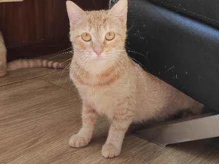 Gato ra a  idade 1 ano nome Sofia