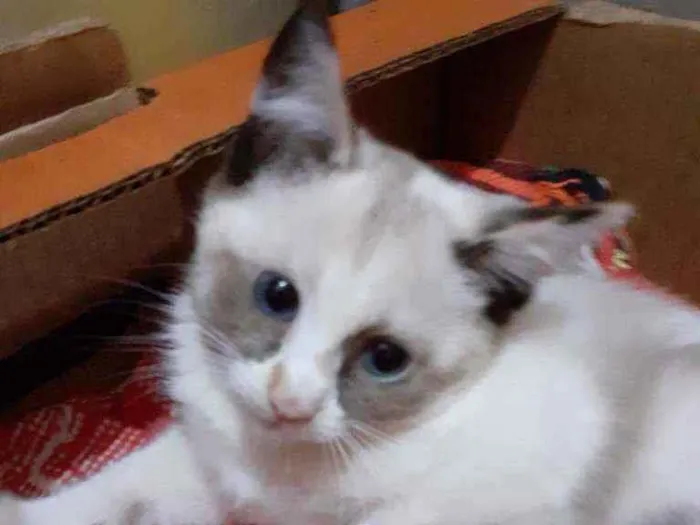 Gato ra a  idade 2 a 6 meses nome Sem nome