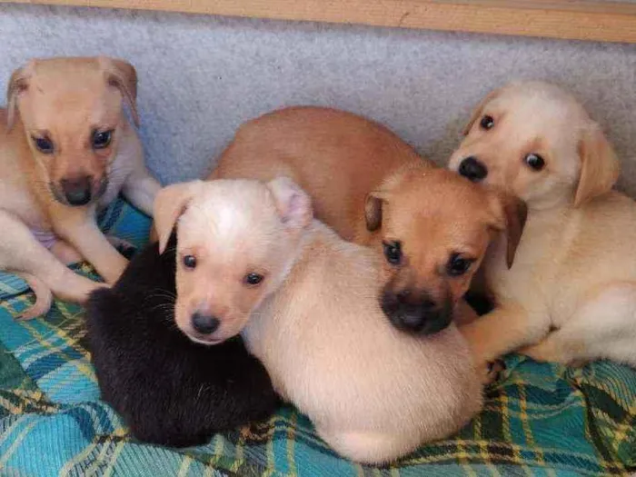 Cachorro raça SRD idade Abaixo de 2 meses nome Filhotes