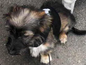 Cachorro raça Não sei ao certo  idade Abaixo de 2 meses nome Cristina